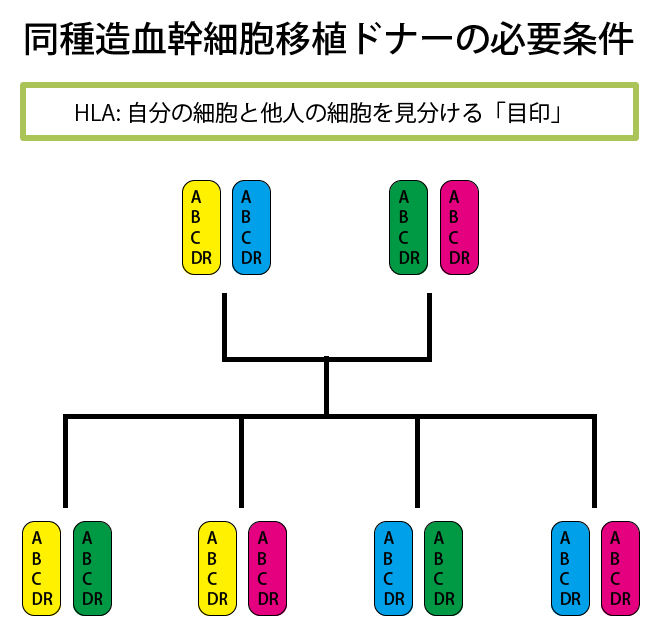 画像：同種造血幹細胞移植ドナーの必要条件